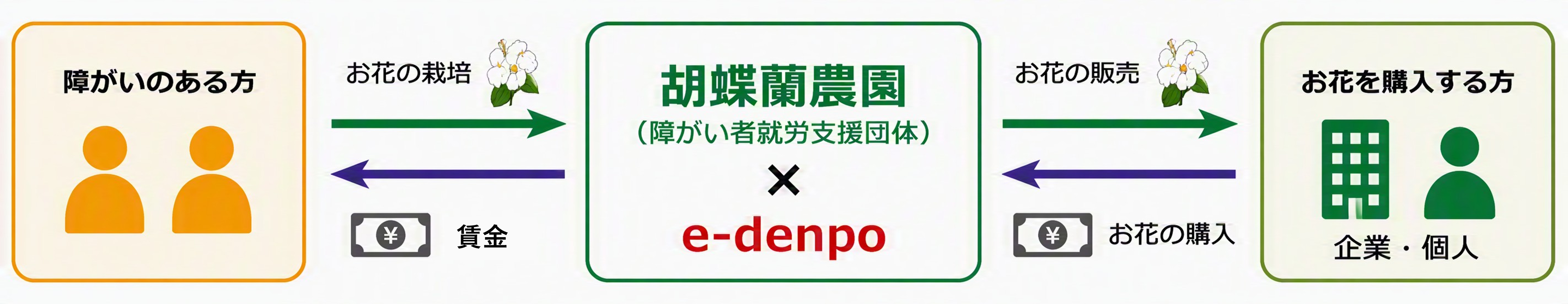 胡蝶蘭